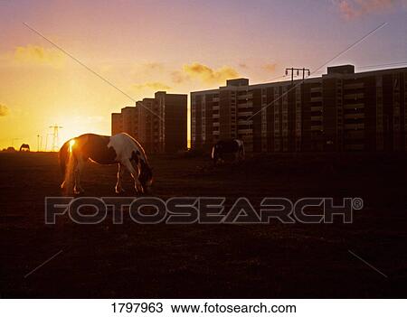Ballymun Flats, Dublin, Ireland View Large Photo Image Stock Image - Ballymun Flats, Dublin, Ireland. Fotosearch