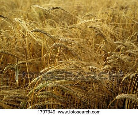 Barley Field in Ireland View Large Photo Image Stock Photo - Barley Field in Ireland. Fotosearch