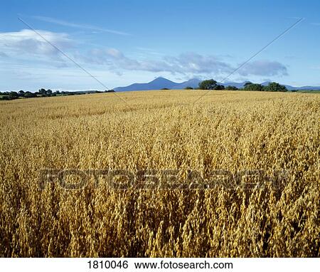 Stock Photograph - Barley field, Mourne Mountains, Co Down, Ireland. Fotosearch