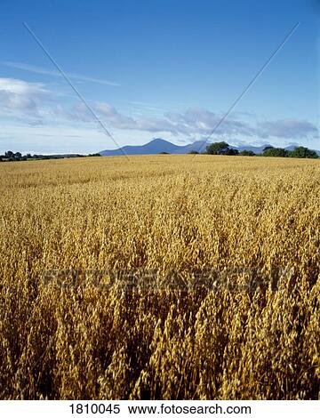 Barley field, Mourne Mountains, Co Down, Ireland View Large Photo Image Stock Photography - Barley field, Mourne Mountains, Co Down, Ireland. Fotosearch