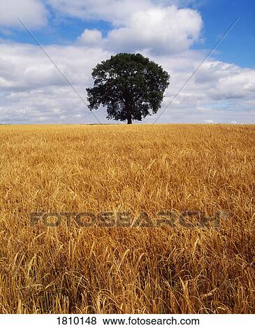 Barley field with oak tree on skyline, Ireland View Large Photo Image Stock Photo - Barley field with oak tree on skyline, Ireland. Fotosearch