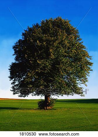 Beech tree, Ireland View Large Photo Image Stock Image - Beech tree, Ireland. Fotosearch