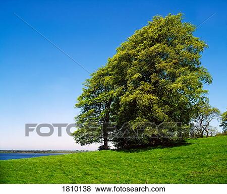 Stock Photo - Beech tree on banks of Lough Ennell, Co Westmeath, Ireland. Fotosearch
