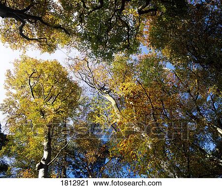 Stock Image - Beech Trees in autumn. Fotosearch