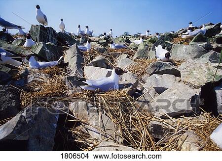 Picture - Black Headed Gulls, Lough Key, Ireland. Fotosearch