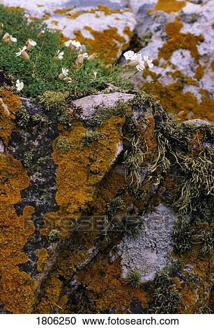 Bladderwort on a Stone Wall, Ireland View Large Photo Image Stock Image - Bladderwort on a Stone Wall, Ireland. Fotosearch
