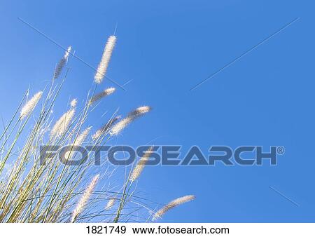 Stock Photo - Blades of long grass against blue sky. Fotosearch