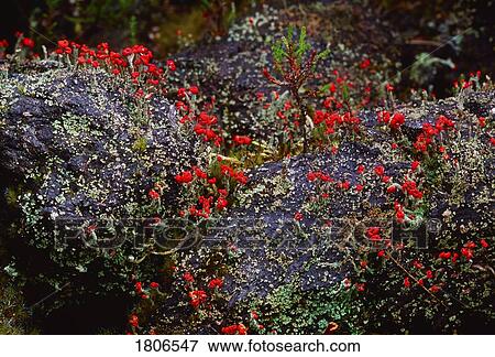 Bog Plant, The Murrins, Co Tyrone, Ireland View Large Photo Image Stock Photo - Bog Plant, The Murrins, Co Tyrone, Ireland. Fotosearch