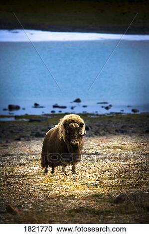 Buffalo in the Arctic View Large Photo Image Stock Image - Buffalo in the Arctic. Fotosearch