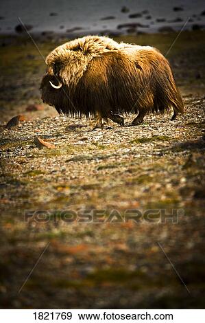 Buffalo View Large Photo Image Stock Photo - Buffalo. Fotosearch