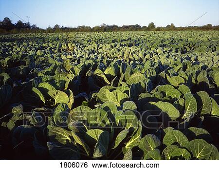 Cabbages, Co Meath, Ireland View Large Photo Image Stock Photograph - Cabbages, Co Meath, Ireland. Fotosearch