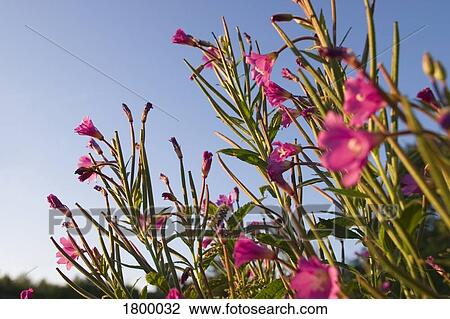 Campion flowers View Large Photo Image Stock Image - Campion flowers. Fotosearch