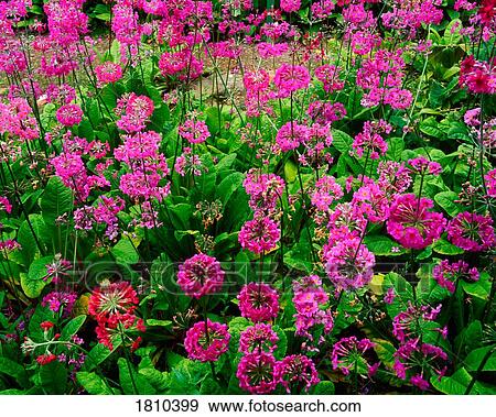 Stock Photo - Candelabra Primula. Fotosearch