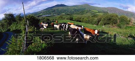 Stock Photo - Cattle, Co Kerry, Ireland. Fotosearch