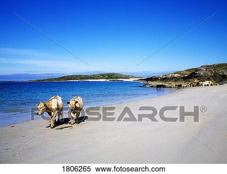 Cattle on Mannin Bay shore, County Galway, Ireland View Large Photo Image Stock Photography - Cattle on Mannin Bay shore, County Galway, Ireland. Fotosearch