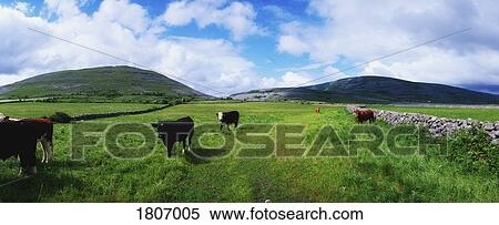Cattle, The Burren, Co Clare, Ireland View Large Photo Image Stock Photography - Cattle, The Burren, Co Clare, Ireland. Fotosearch