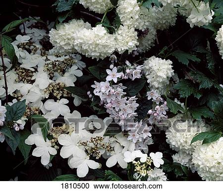 Stock Image - Clematis and Hydrangea. Fotosearch