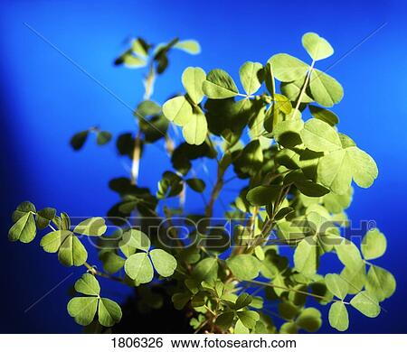 Close-up of shamrock View Large Photo Image Stock Photograph - Close-up of shamrock. Fotosearch