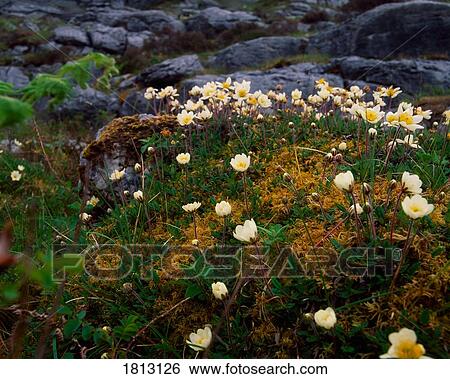 Stock Photograph - Cloudberry, The Burren, County Clare, Ireland. Fotosearch
