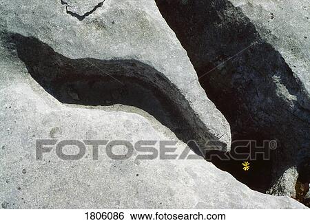 Co Clare, The Burren, Wildflowers, Ireland View Large Photo Image Stock Photograph - Co Clare, The Burren, Wildflowers, Ireland. Fotosearch