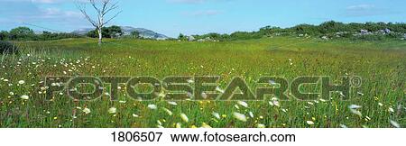 Co Clare, wildflowers in The Burren, Ireland View Large Photo Image Stock Photo - Co Clare, wildflowers in The Burren, Ireland. Fotosearch