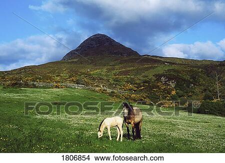 Co Galway, Connemara National Park, Diamond Hill, Ireland View Large Photo Image Picture - Co Galway, Connemara National Park, Diamond Hill, Ireland. Fotosearch
