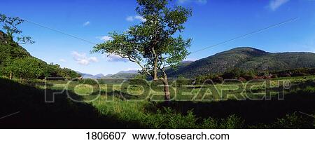 Co Kerry, Killarney, Carrantuohill and the Purple Mountains, Ireland View Large Photo Image Stock Photo - Co Kerry, Killarney, Carrantuohill and the Purple Mountains, Ireland. Fotosearch
