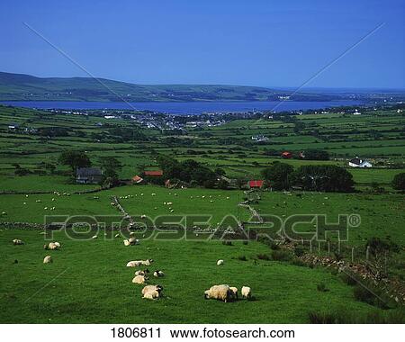 Co Kerry, view of Dingle town and harbour in the distance, Ireland View Large Photo Image Stock Image - Co Kerry, view of Dingle town and harbour in the distance, Ireland. Fotosearch