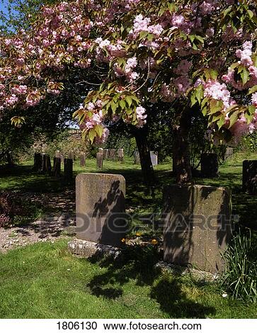 Co Laois, Rosenallis, 1700 Quaker Graveyard, oldest in Ireland View Large Photo Image Stock Image - Co Laois, Rosenallis, 1700 Quaker Graveyard, oldest in Ireland. Fotosearch