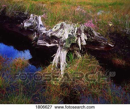 Co Mayo, Achill Island, Bog Wood, Ireland View Large Photo Image Stock Photo - Co Mayo, Achill Island, Bog Wood, Ireland. Fotosearch