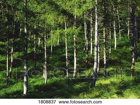 Stock Photo - Coniferous Forest. Fotosearch