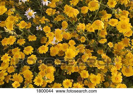 Corn Marigolds View Large Photo Image Picture - Corn Marigolds. Fotosearch