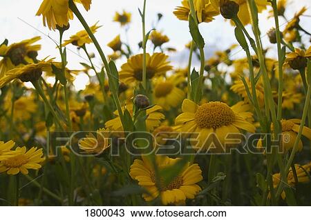 Stock Image - Corn Marigolds. Fotosearch