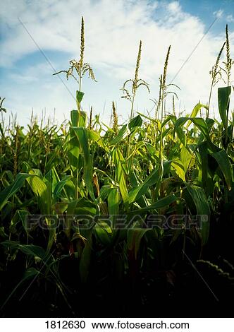 Stock Image - Cornstalks. Fotosearch