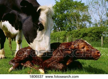 Cow and newborn calf View Large Photo Image Stock Photo - Cow and newborn calf. Fotosearch