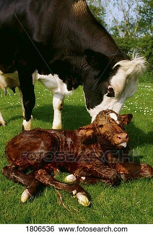 Cow and newborn calf View Large Photo Image Stock Photograph - Cow and newborn calf. Fotosearch