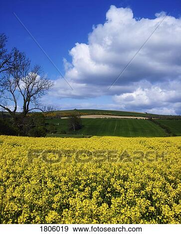 Crops - oilseed rape, Ireland View Large Photo Image Stock Photo - Crops - oilseed rape, Ireland. Fotosearch