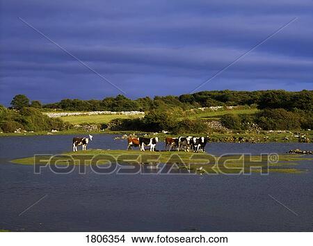 Dairy Cattle, Co Clare, Ireland View Large Photo Image Picture - Dairy Cattle, Co Clare, Ireland. Fotosearch