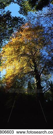 Deciduous trees View Large Photo Image Stock Image - Deciduous trees. Fotosearch
