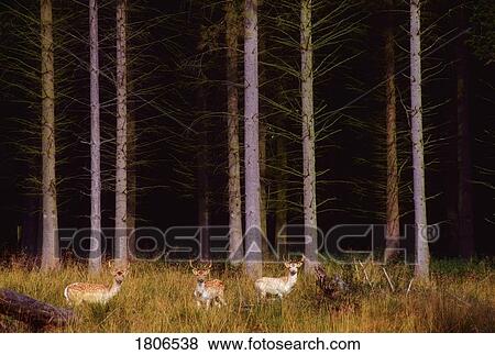 Stock Photo - Deer in Randalstown Forest, Co Antrim, Ireland. Fotosearch