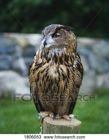 Stock Image - Eagle Owl. Fotosearch