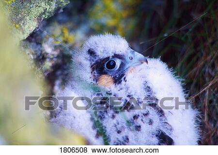 Stock Photo - Eaglet. Fotosearch