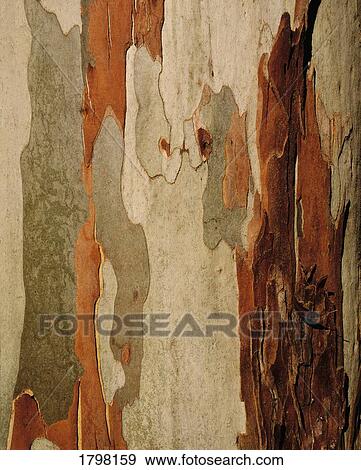 Eucalyptus Bark, Mount Usher, Co Wicklow, Ireland View Large Photo Image Stock Photo - Eucalyptus Bark, Mount Usher, Co Wicklow, Ireland. Fotosearch