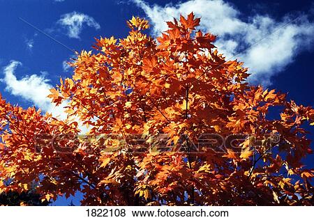 Fall colored leaves on a tree View Large Photo Image Stock Photo - Fall colored leaves on a tree. Fotosearch