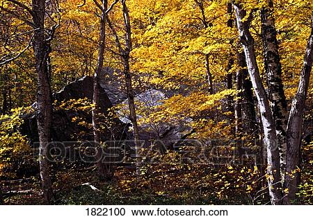 Fall forest View Large Photo Image Stock Image - Fall forest. Fotosearch