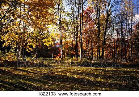 Fall forest View Large Photo Image Stock Image - Fall forest. Fotosearch