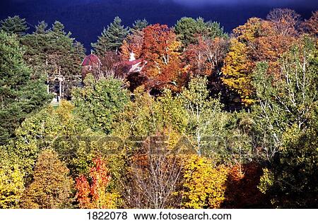 Stock Photo - Fall forest. Fotosearch