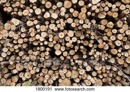 Stock Image - Felled Conifers, Comeragh Mountains, Co Waterford, Ireland. Fotosearch