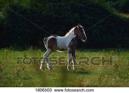 Feral pony, Co Dublin, Ireland View Large Photo Image Stock Image - Feral pony, Co Dublin, Ireland. Fotosearch