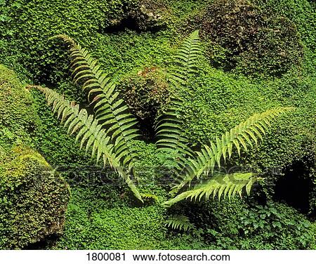 Fern and Moss in a Japanese Garden, Powerscourt Gardens, County Wicklow, Ireland View Large Photo Image Stock Image - Fern and Moss in a Japanese Garden, Powerscourt Gardens, County Wicklow, Ireland. Fotosearch